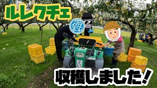 【収穫】ルレクチェ収穫しました！【盈科】