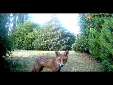 Meet the fox family making Inchicore Railway Works their home