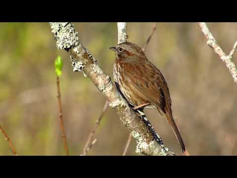 Song Sparrow 2019