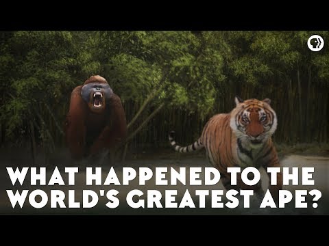 Gigantopithecus - The Largest Ape That Ever Lived