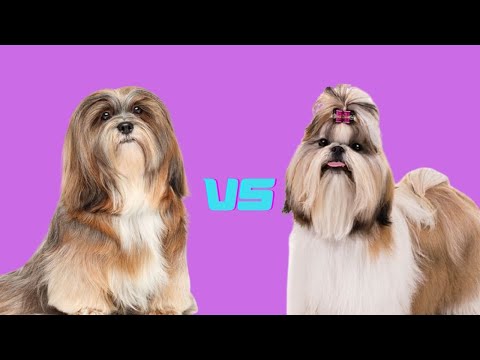 Lhasa Apso vs Shih Tzu | Which Is A Better Pet?