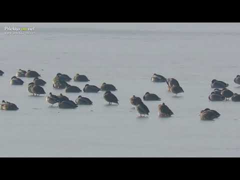 Zamrznjeno Gajševsko jezero in ribnik na Podgradju