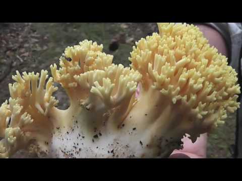 Gruppo trekking Tripetetolo:Anello di Castelvecchio,9 ottobre 2016