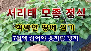 [텃밭농부 1,993]  서리태 모종 정식. 척박한 땅에 7월에 심는다! #서리태재배