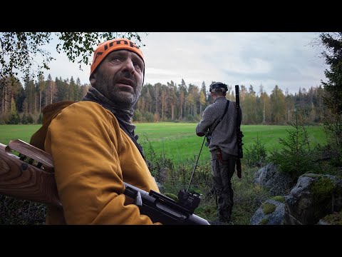 Drevjakt på hjort! | Jakt är Jakt