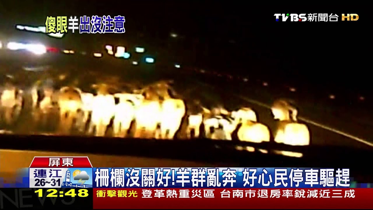 羊群省道擋路 員警、路人變牧羊人驅趕