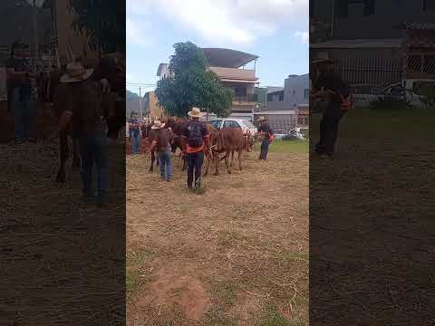 1 encontro de carro de boi de Piedade de Caratinga mg