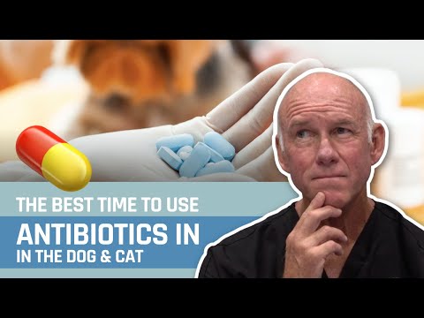 When do we use antibiotics in the dog and cat?