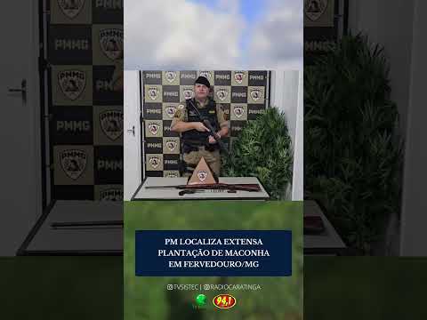 PM LOCALIZA GRANDE PLANTAÇÃO DE MACONHA E APREENDE ARMAS EM FERVEDOURO/MG