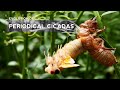 How Cicadas Evolved to Emerge Every 17 Years