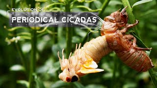 How Cicadas Evolved to Emerge Every Seventeen Years