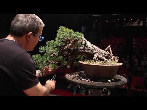 Pine bonsai demo by Gabriel Romero Aguadé