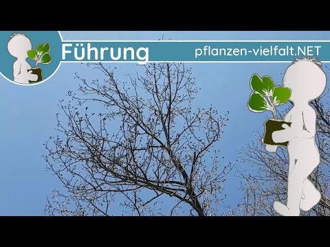 🔎 KW 15 - Wildpflanzen Führung 3/3 - (2te Aprilwoche) - Habitus von 🌳 Bäumen 🌳(Baumbestimmung)