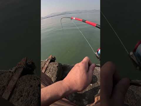 🎣 Kanama Luminous Live Shrimp Hooks - Keep Your Shrimp Lively.