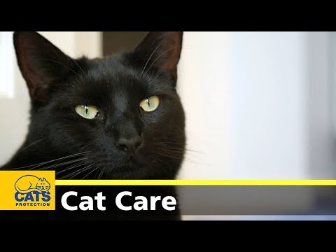 Adopting a cat with young children - Cats Protection's Kids and Kitties