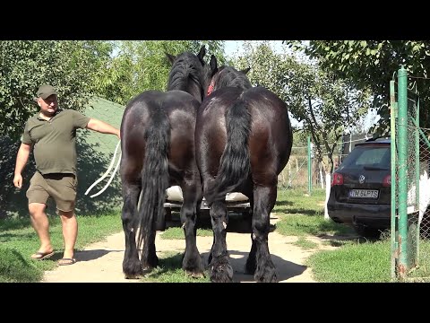 Iepele lui Nea Puiu de la Giroc, Timis - 2022 Nou!!!