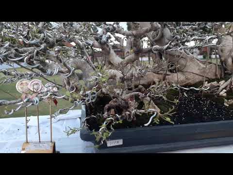 bonsai kimeng best ten di pemnas ppbi cab. gianyar bali 2021