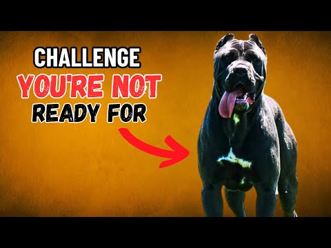 The American Bandogge Challenge: What Makes This Strong Breed a Task for Experienced Owners