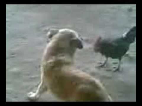 Une poule qui se fait agresser par un chien ne devrait Une poule qui se fait agresser par un chien ne devrait