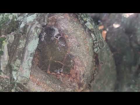 Carpenter Ants All Over & Inside the Tree in Bridgewater, NJ