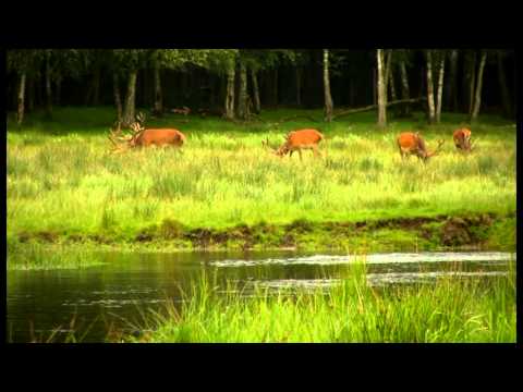 Die Osterau - Fluss des Lebens (2011)