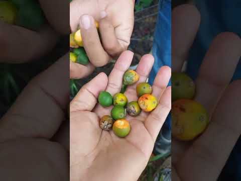 Vamos acompanhar a colheita da agricultora Ediane Dos Santos Orneles de Alvorada Do Oeste Rondônia