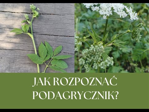 Na co pomaga podagrycznik i jak wygląda