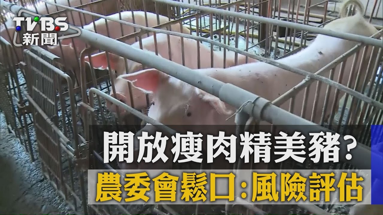 開放瘦肉精美豬? 農委會鬆口:風險評估