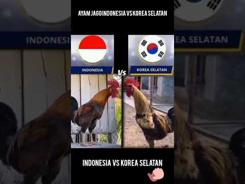 AYAM JAGO INDONESIA VS KOREA SELATAN#AYAM#korea #indonesia