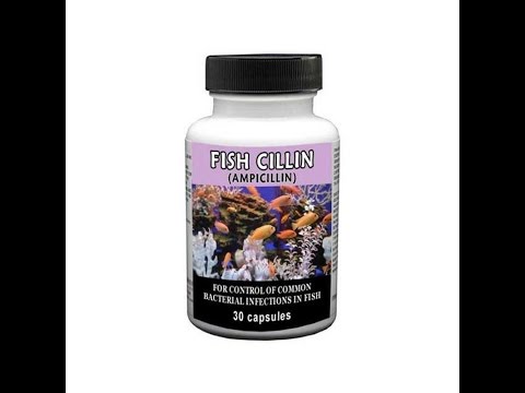 YouTube video about: Where to buy ampicillin for fish?