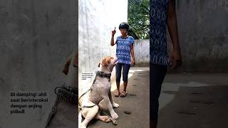 Download lagu NOVI KILLS CARLO (PITBULL) FOR HER BOYFRIEND | HILARIOUS VIDEO 2023 mp3