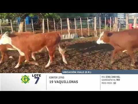 Lote 19 Vaquillonas en Viale