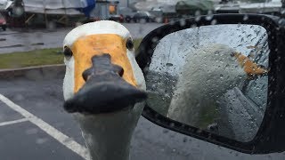 Angry Swan Chasing People And Animals - Funny Swans Attack Videos Compilation 2018 [BEST OF]