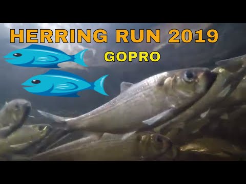 Herring Run 2019 ~ Middleboro Massachusetts