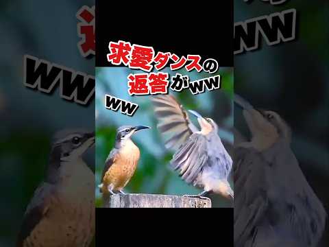ビクトリアの極楽鳥について詳しく解説