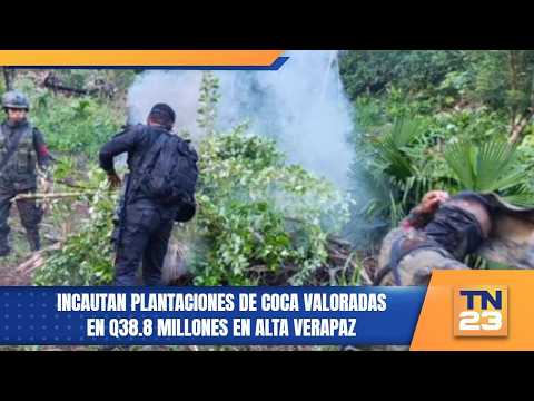 Incautan plantaciones de coca valoradas en Q38.8 millones en Alta Verapaz