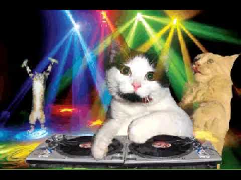 Cat dj   #Nandu Dixit