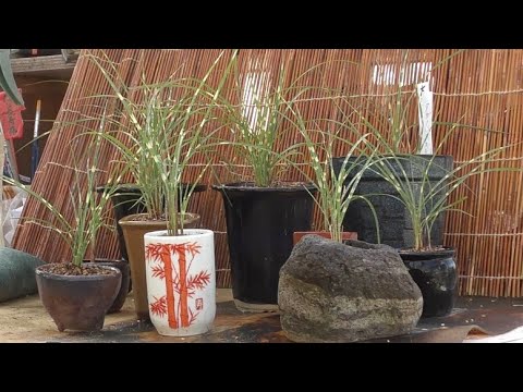 ススキの手入れ:3大間違い 植物