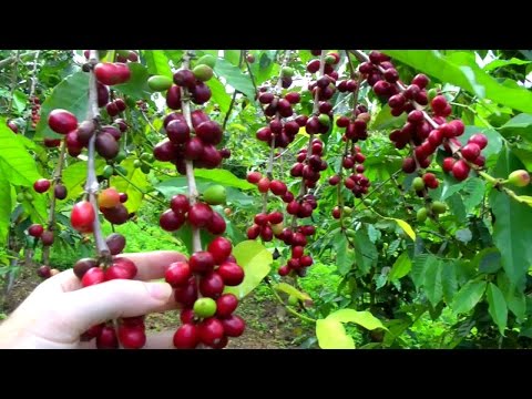 Make a Cup of Coffee Starting From Scratch | Coffea arabica | Video