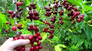Make a Cup of Coffee Starting From Scratch | Coffee Arabica | Video