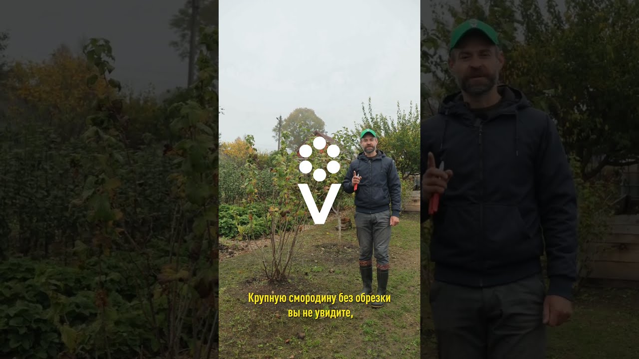 Смородина будет размером с вишню, если обрезать ее так осенью!