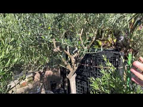 オリーブの木を鉢に植える方法