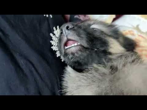 the DOG LIFE    #peoplearoundadog