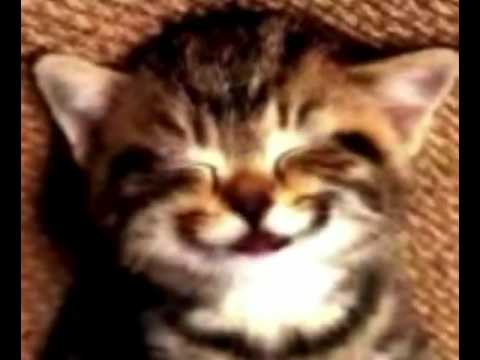 Happy Birthday Cat   YouTube