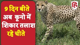 Kuno National Park: 9 दिन गुजरे, अब Kuno में शिकार तलाश रहीं Cheetahs की नजरें