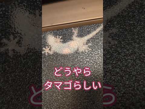 ヤモリは自分自身を認識していますか?