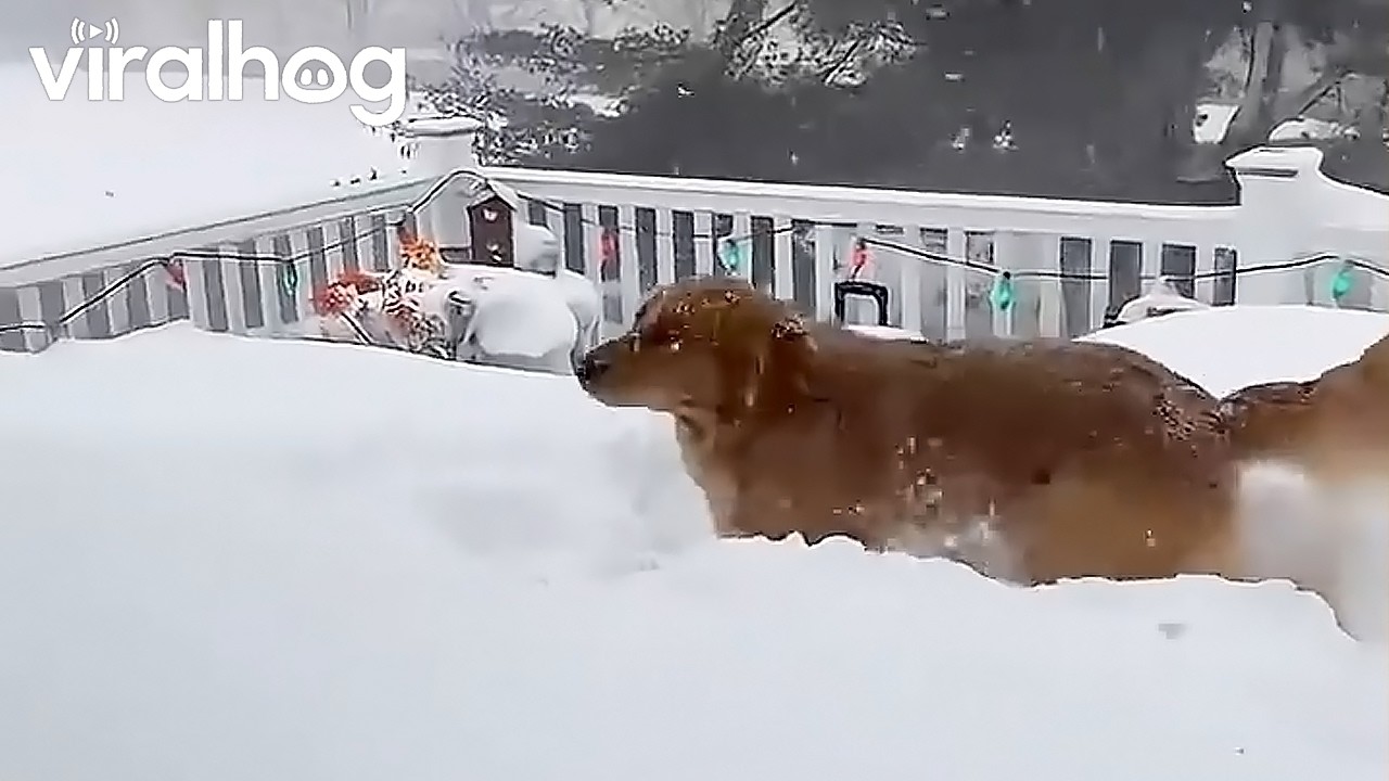 Golden Winter || ViralHog