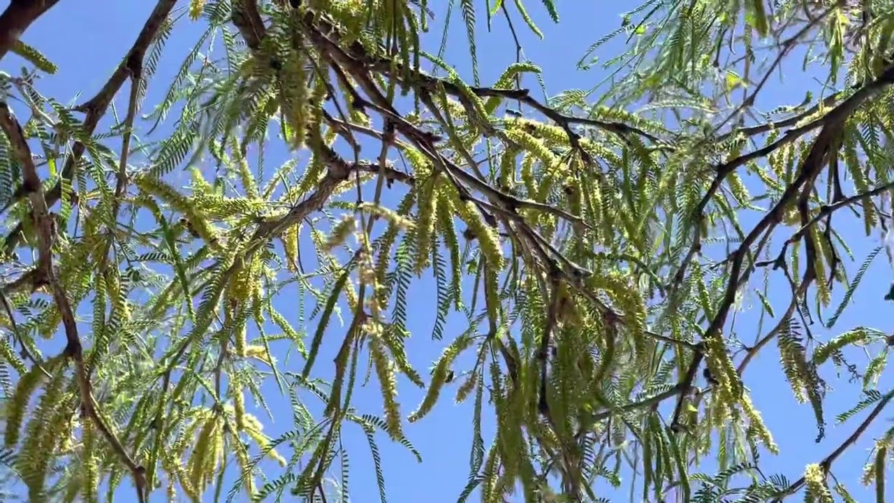 Comienza la floración de mezquite año 2022