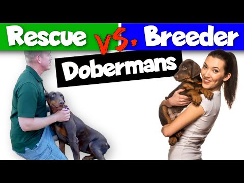 Adopting vs. Buying a Doberman: Which is Better?