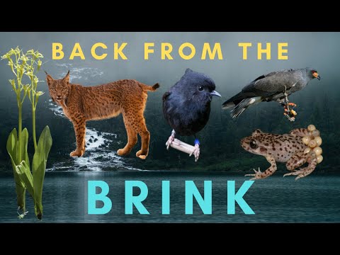 5 Species SAVED from Extinction - Back From the Brink (part 2)